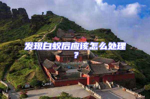 發現白蟻后應該怎么處理？