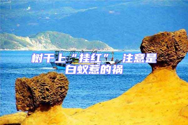 樹干上“掛紅” 注意是白蟻惹的禍