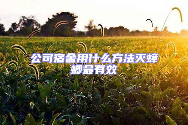 公司宿舍用什么方法滅蟑螂最有效