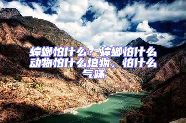 蟑螂怕什么？蟑螂怕什么動(dòng)物怕什么植物，怕什么氣味