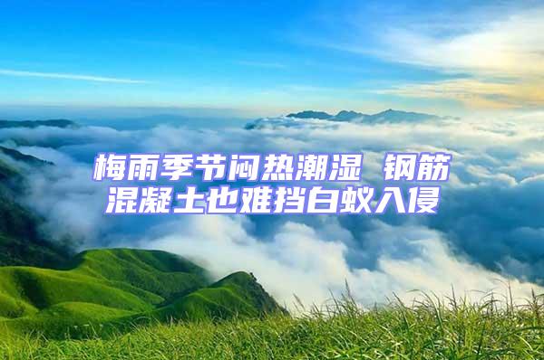 梅雨季節悶熱潮濕 鋼筋混凝土也難擋白蟻入侵