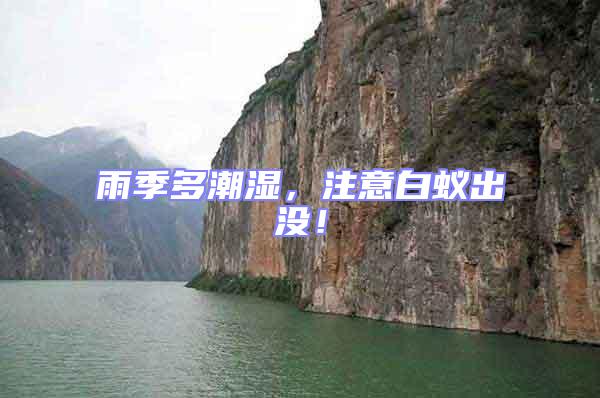 雨季多潮濕，注意白蟻出沒！