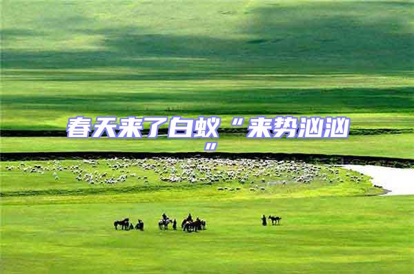 春天來了白蟻“來勢洶洶”