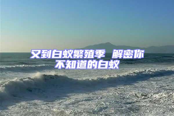 又到白蟻繁殖季 解密你不知道的白蟻