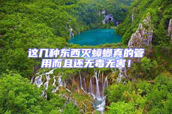 這幾種東西滅蟑螂真的管用而且還無毒無害！