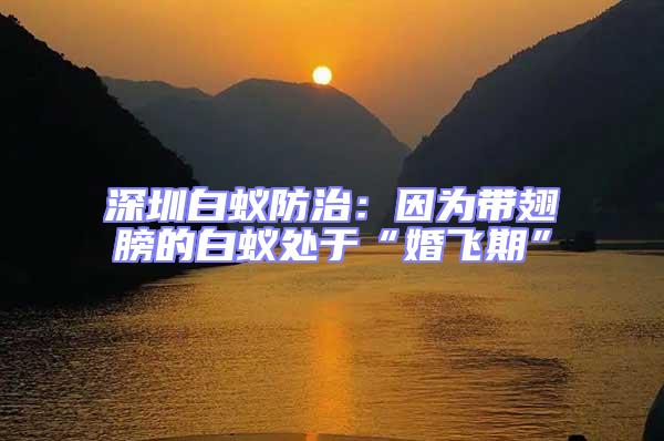 深圳白蟻防治：因?yàn)閹С岚虻陌紫佁幱凇盎轱w期”