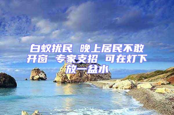 白蟻擾民 晚上居民不敢開窗 專家支招 可在燈下放一盆水