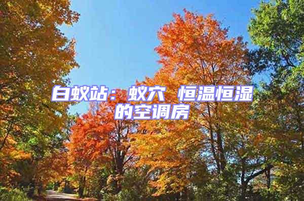 白蟻站：蟻穴 恒溫恒濕的空調(diào)房