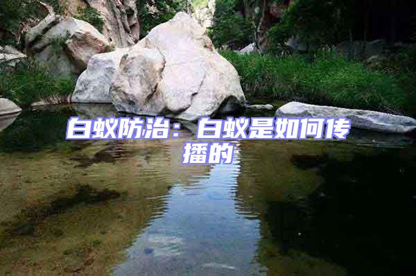 白蟻防治：白蟻是如何傳播的