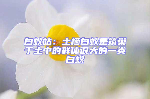 白蟻站：土棲白蟻是筑巢于土中的群體很大的一類白蟻