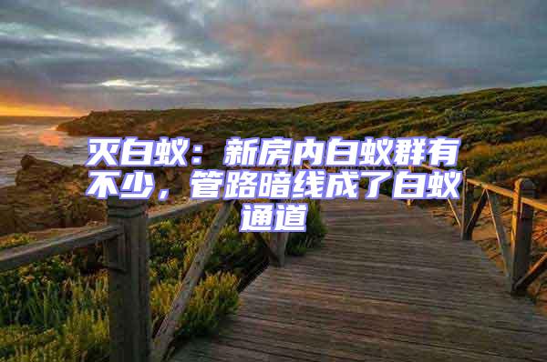 滅白蟻：新房內白蟻群有不少，管路暗線成了白蟻通道