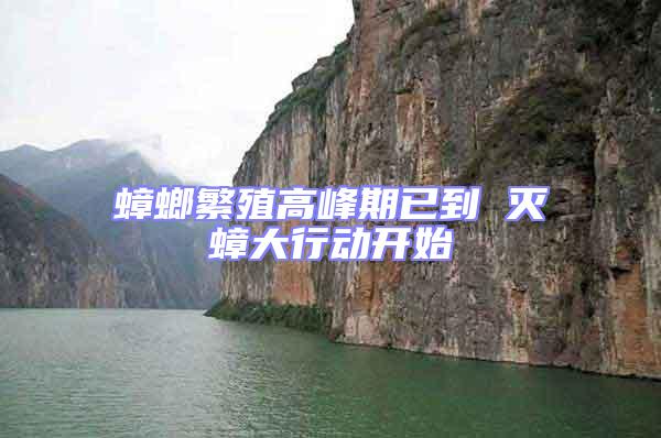 蟑螂繁殖高峰期已到 滅蟑大行動開始