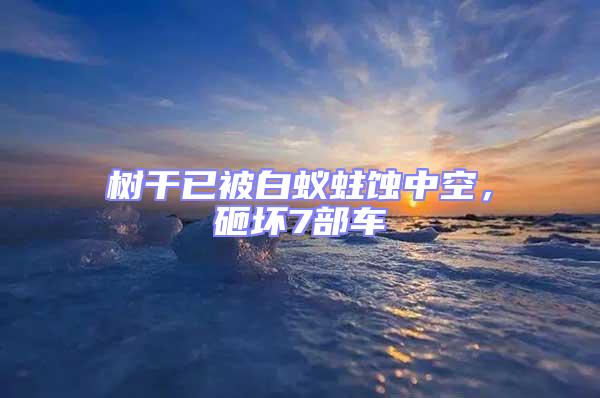 樹干已被白蟻蛀蝕中空，砸壞7部車