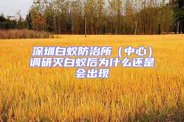 深圳白蟻防治所（中心）調研滅白蟻后為什么還是會出現