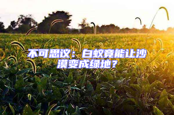 不可思議：白蟻竟能讓沙漠變成綠地？