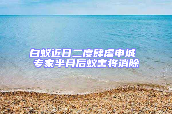 白蟻近日二度肆虐申城 專家半月后蟻害將消除