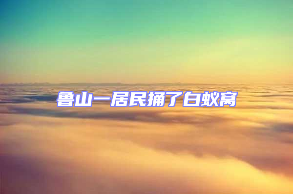 魯山一居民捅了白蟻窩