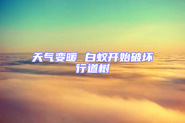天氣變暖 白蟻開始破壞行道樹
