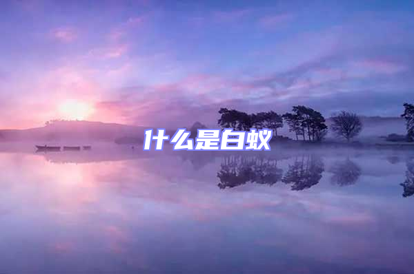 什么是白蟻