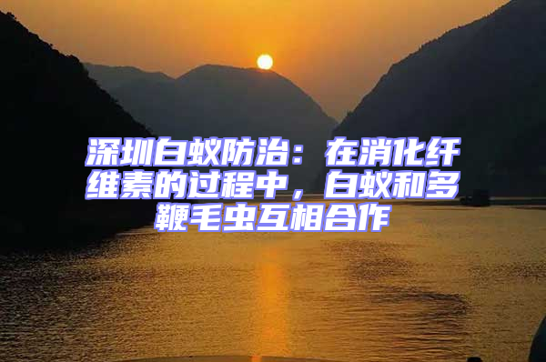 深圳白蟻防治：在消化纖維素的過程中，白蟻和多鞭毛蟲互相合作