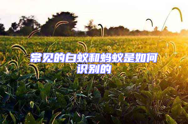 常見的白蟻和螞蟻是如何識別的
