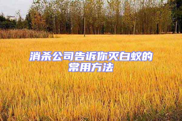 消殺公司告訴你滅白蟻的常用方法
