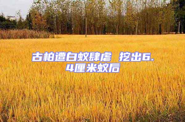 古柏遭白蟻肆虐 挖出6.4厘米蟻后