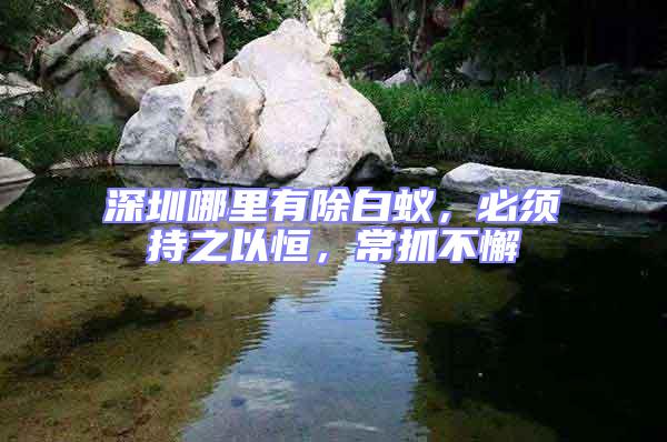 深圳哪里有除白蟻，必須持之以恒，常抓不懈