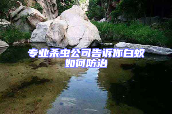 專業殺蟲公司告訴你白蟻如何防治