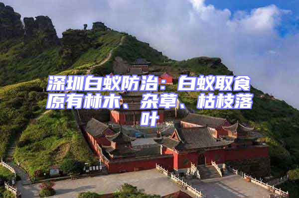 深圳白蟻防治：白蟻取食原有林木、雜草、枯枝落葉