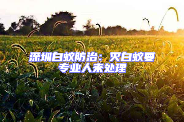 深圳白蟻防治：滅白蟻要專業人來處理