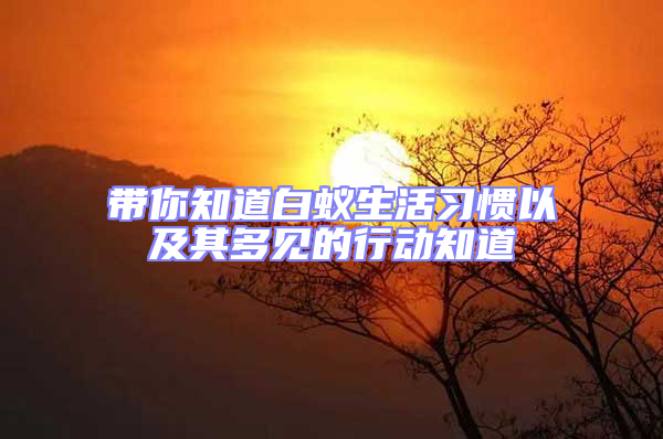 帶你知道白蟻生活習慣以及其多見的行動知道