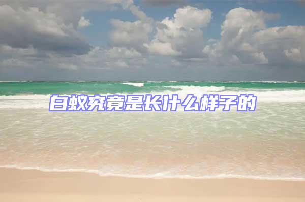白蟻究竟是長什么樣子的