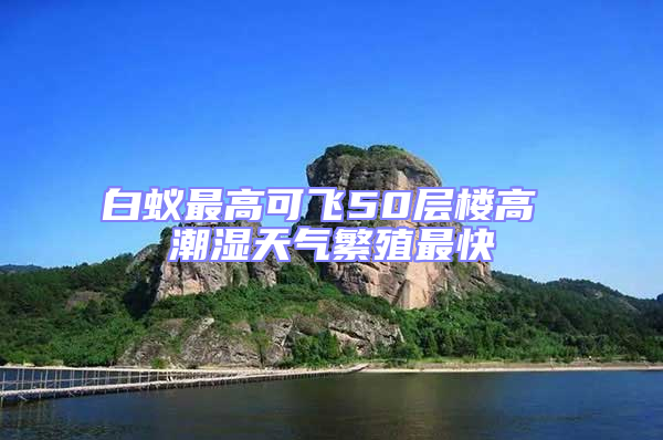 白蟻最高可飛50層樓高 潮濕天氣繁殖最快