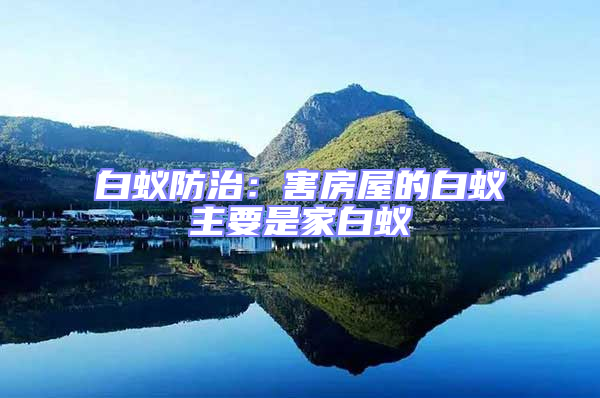 白蟻防治：害房屋的白蟻主要是家白蟻