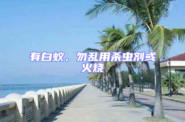 有白蟻，勿亂用殺蟲劑或火燒