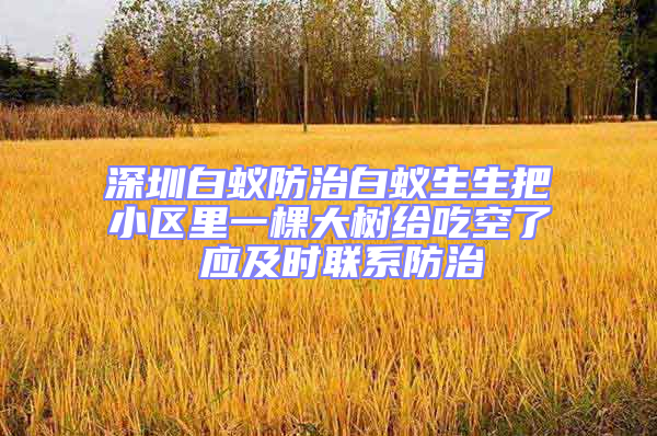 深圳白蟻防治白蟻生生把小區(qū)里一棵大樹給吃空了 應(yīng)及時聯(lián)系防治