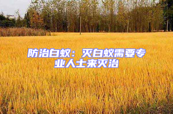 防治白蟻：滅白蟻需要專業人士來滅治