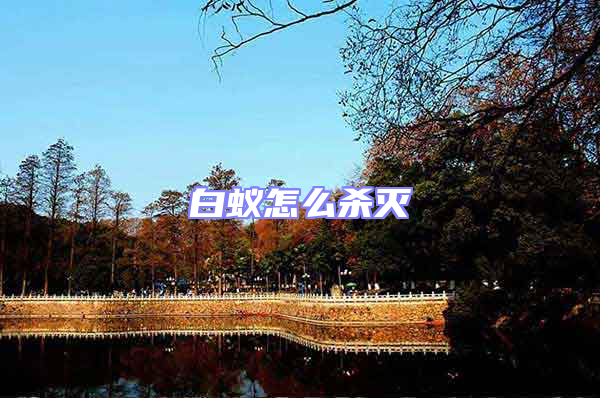 白蟻怎么殺滅