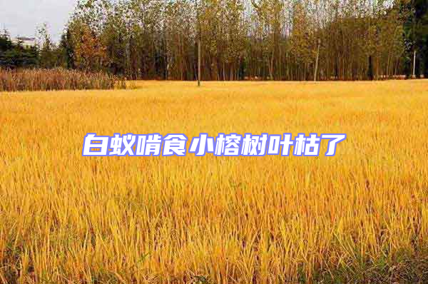 白蟻啃食小榕樹葉枯了