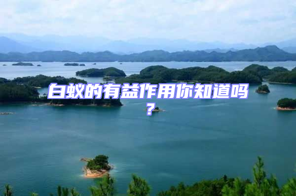 白蟻的有益作用你知道嗎？