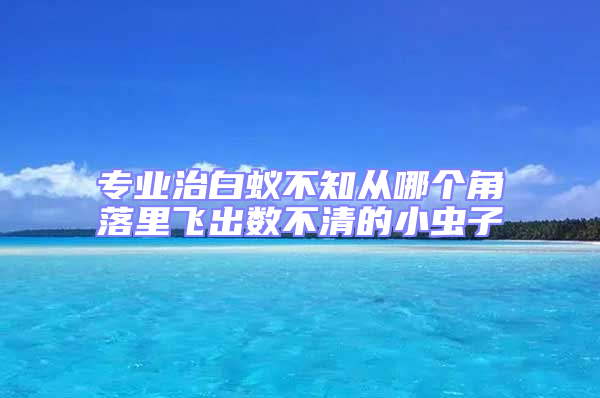 專業(yè)治白蟻不知從哪個角落里飛出數(shù)不清的小蟲子