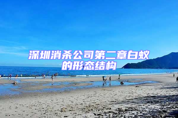 深圳消殺公司第二章白蟻的形態結構