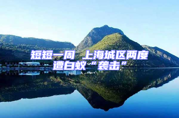 短短一周 上海城區兩度遭白蟻“襲擊”