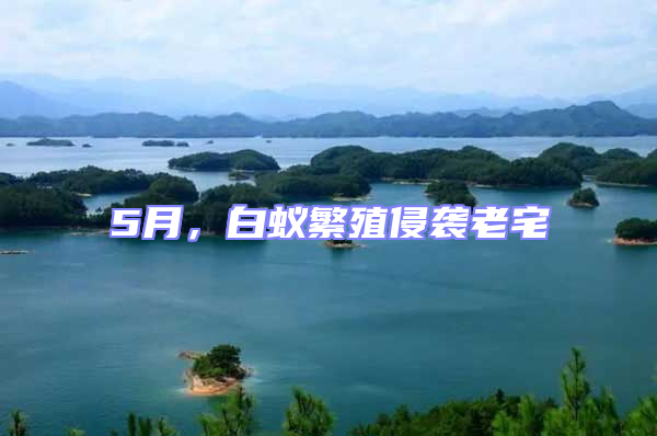 5月，白蟻繁殖侵襲老宅